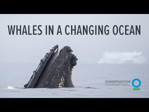 Whales in a Changing Ocean fragman