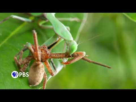 Eat or be Eaten fragman