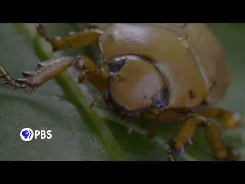 Bugs That Rule the World fragman