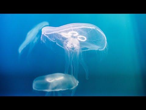 The Animal Within fragman