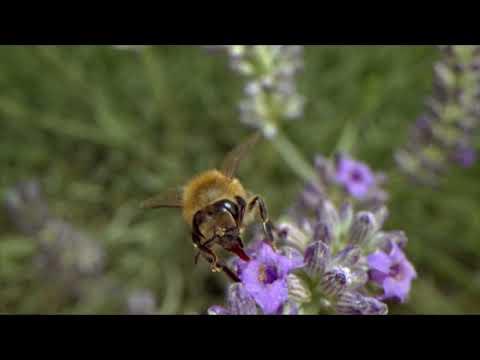 The Lifegivers fragman