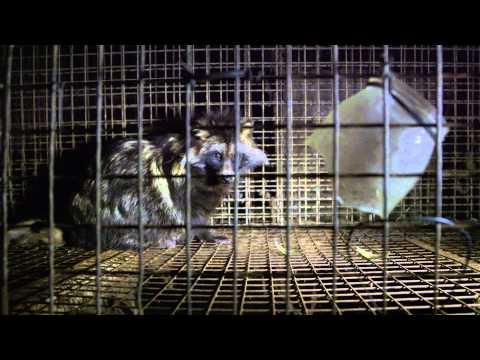 The Ghosts in Our Machine fragman