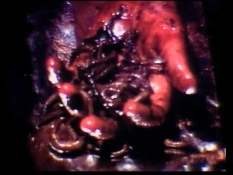 Ice from the Sun fragman