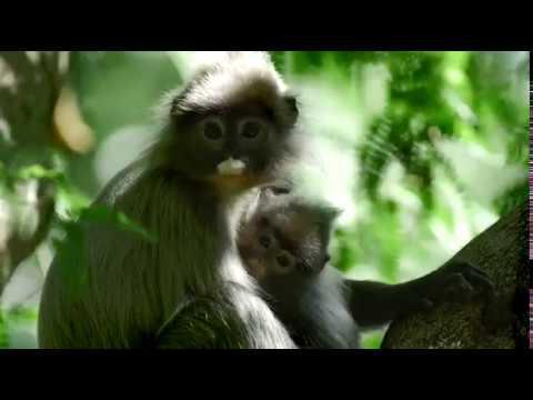 Mysteries of the Mekong fragman