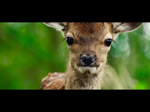 Bambi: A Tale of Life in the Woods fragman