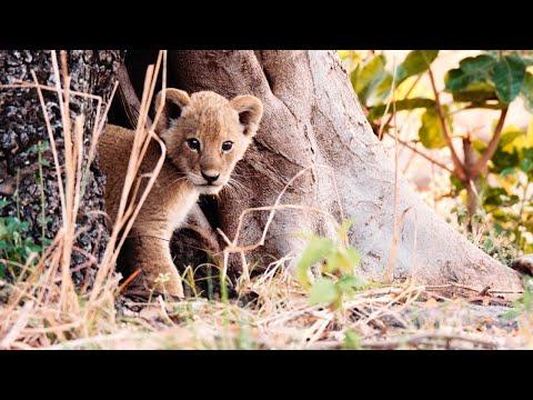 Katavi Africa's Fallen Paradise fragman