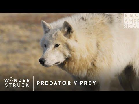 Predator v Prey fragman