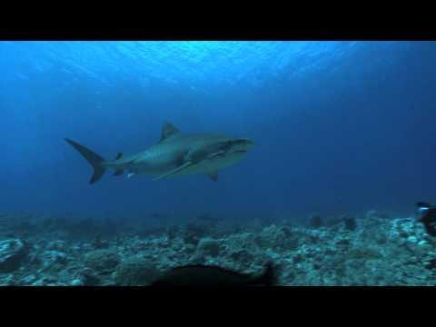 ± 5 Meters From the Surface of the Oceans fragman