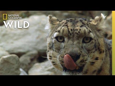 China's Wild Side fragman