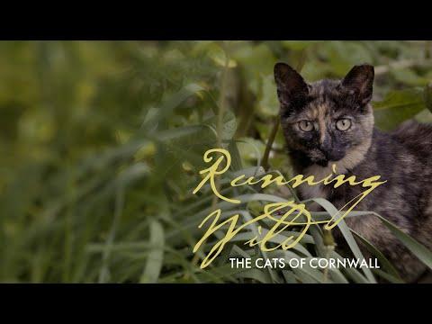 Running Wild: The Cats of Cornwall fragman