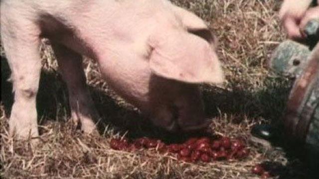 Griseknoens märkliga bravader