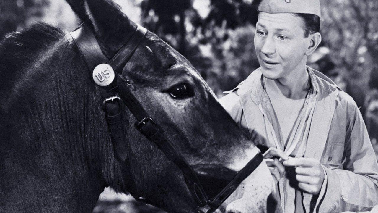 Francis the Talking Mule Collection backdrop