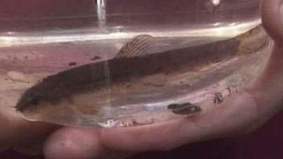 Mary Had a Little Lamb