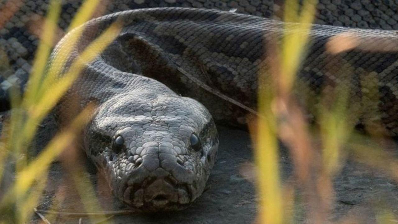 Squeeze: African Python backdrop