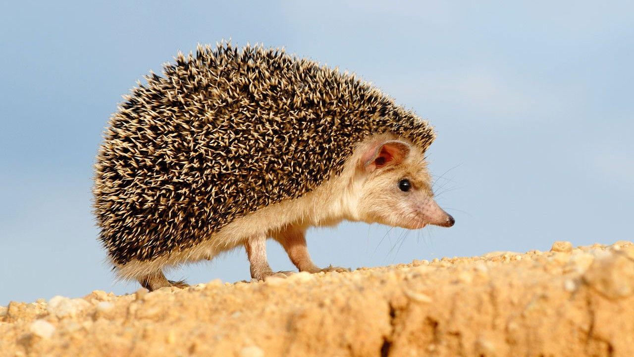 Podivuhodná cesta ježka Aladina backdrop