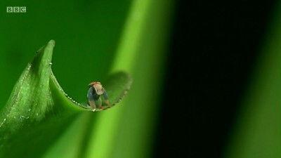 Strawberry Dart Frogs