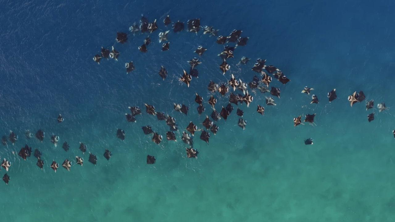 A Deeper Dive with David Attenborough backdrop