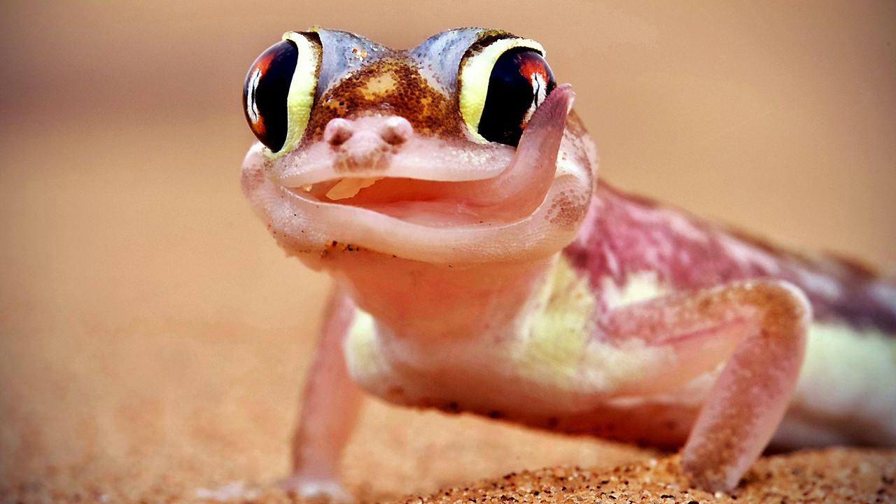 Extreme Animals: One Wild Day backdrop