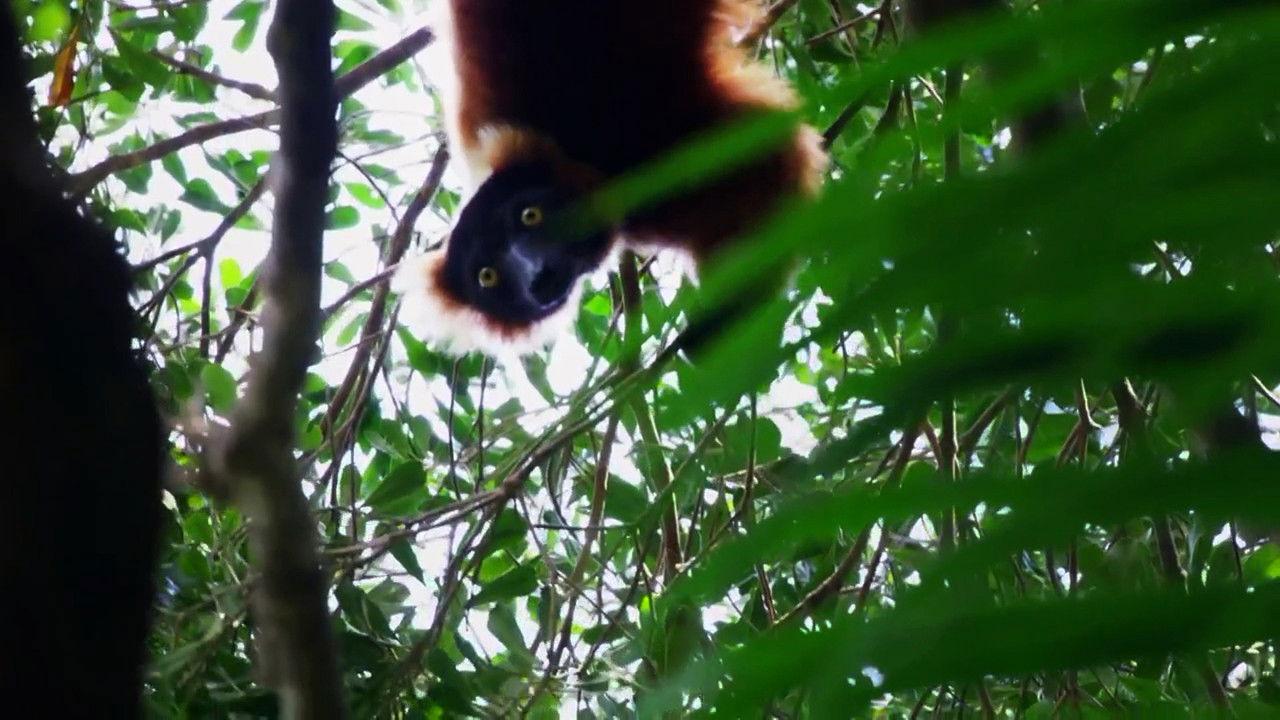 The Madagascar Giant