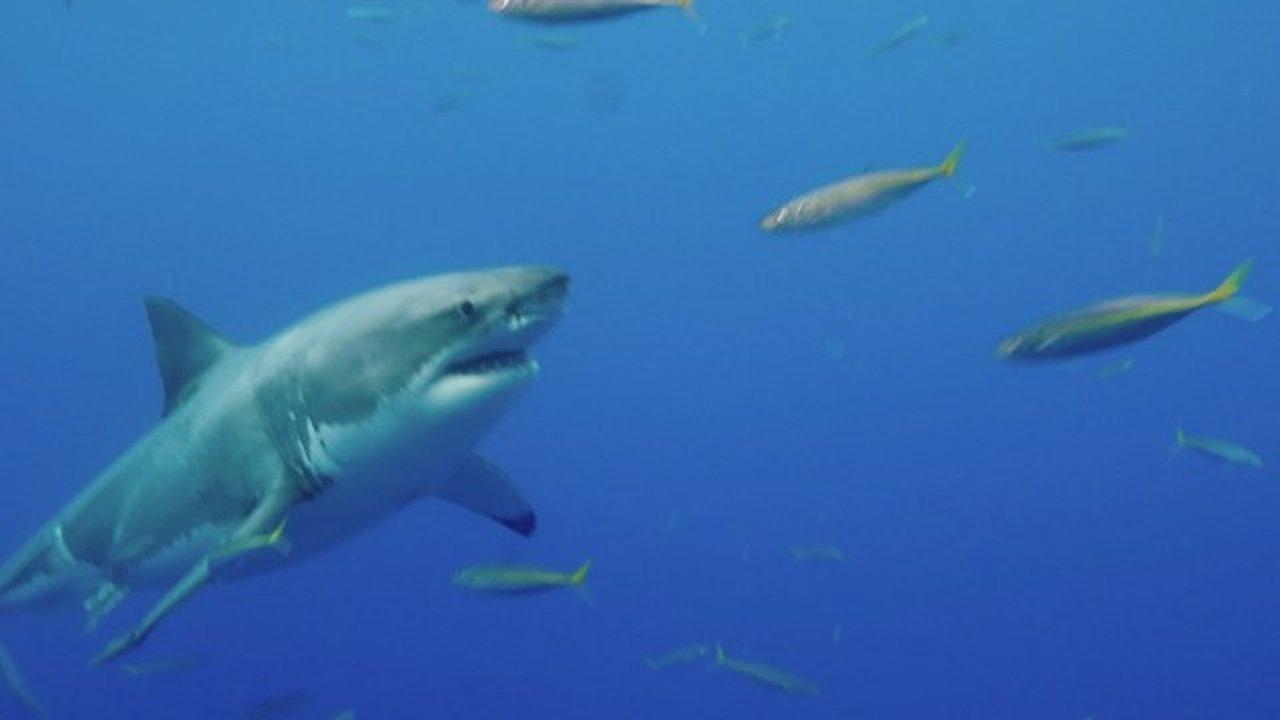 Pythons in the Ceiling, Train Tunnel Escape, Suspicious Plane Crash, & Russian Concord Crash