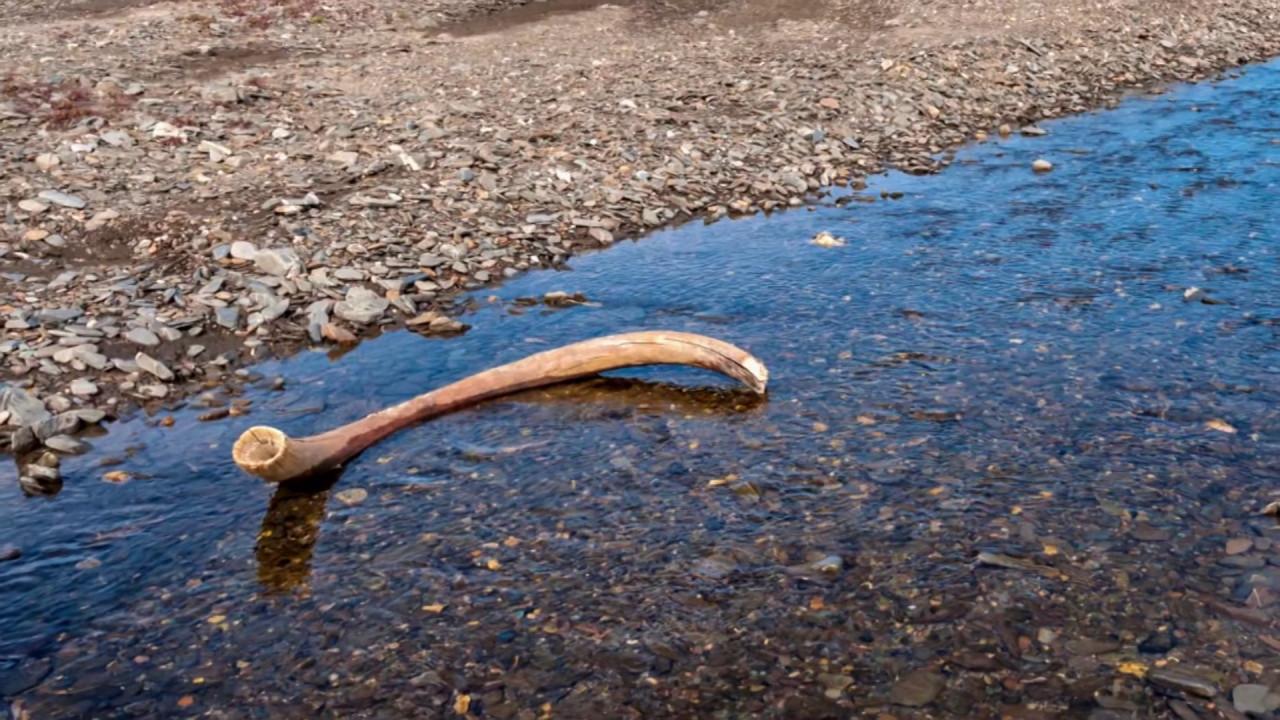 Woolly Mammoths Last Stand