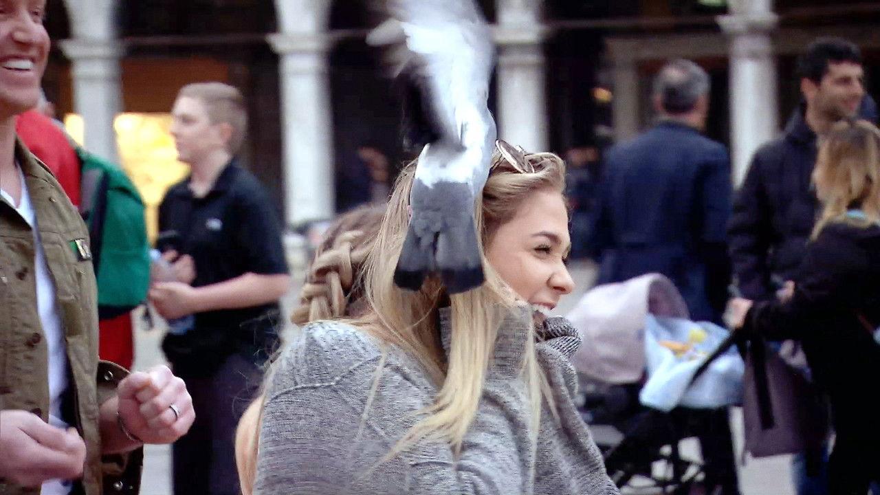 Pigeons, Piazzas, Proposal