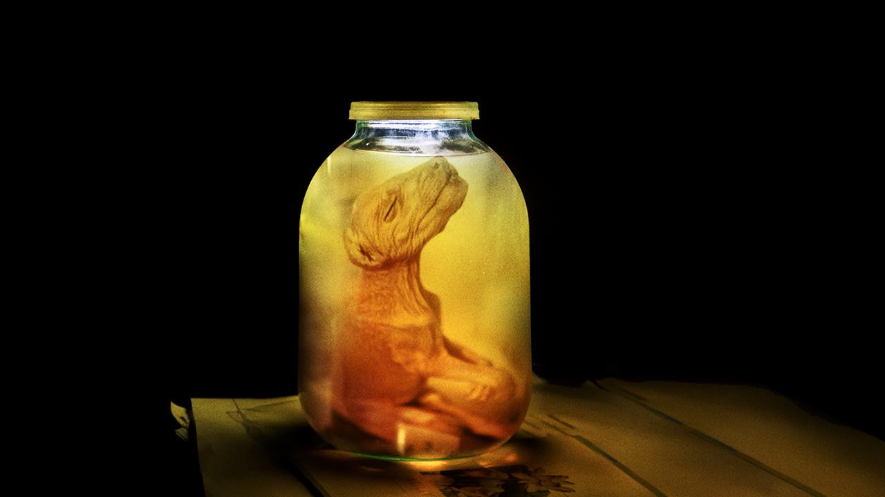 Stranger Than Nature backdrop