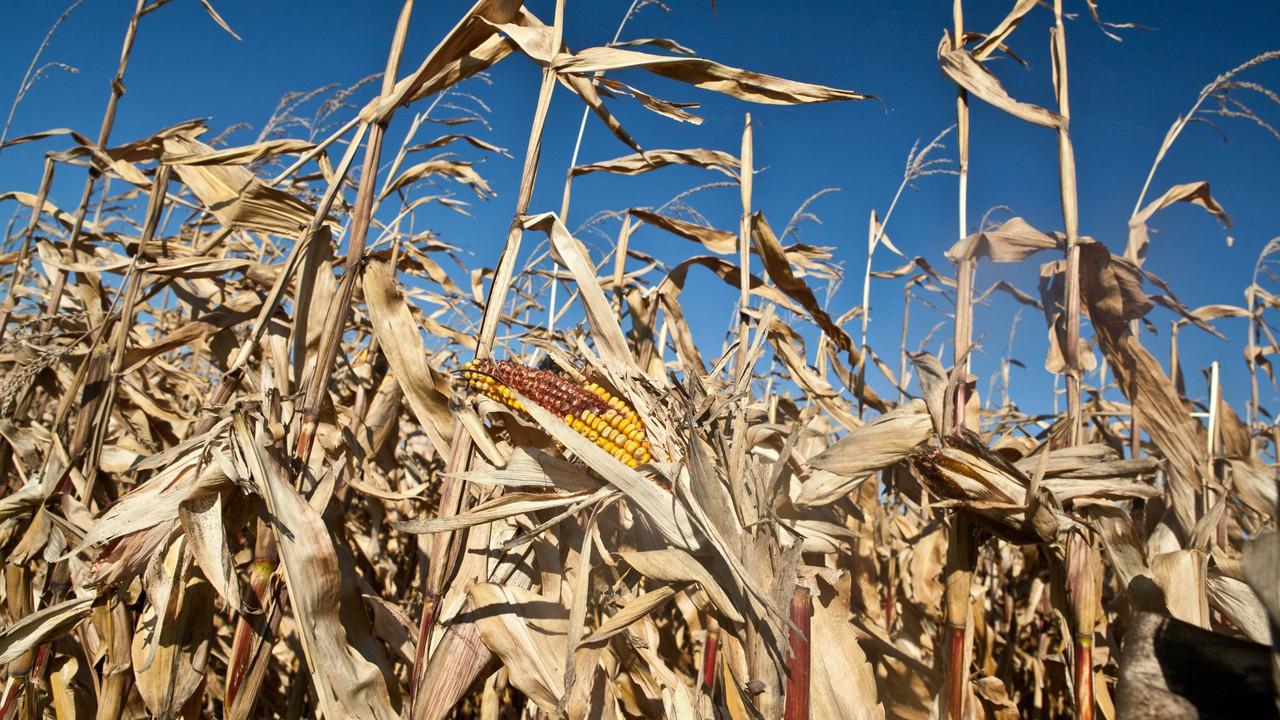 Hungry Hungry Humans