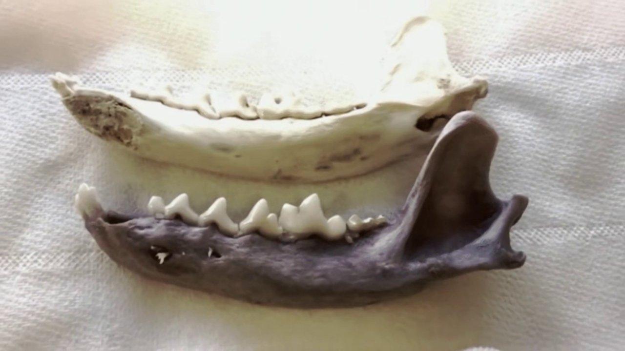 Echoes of the Lost Mountaineer