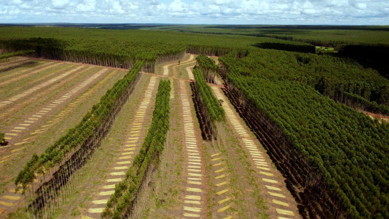 Planter à tout prix - Des arbres pour sauver la planète ? backdrop