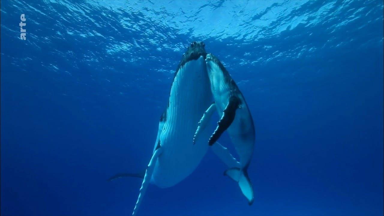 +/- 5 mètres backdrop