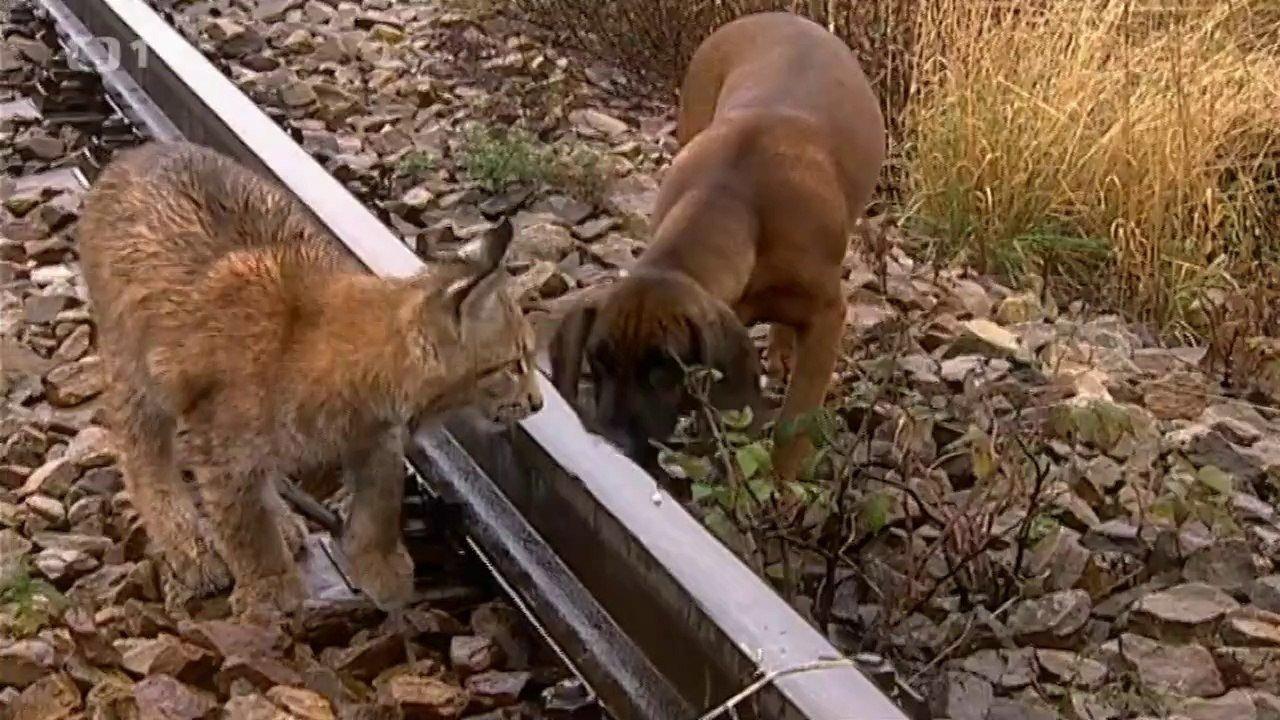 Madla a Ťap backdrop