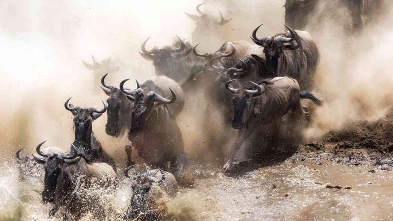 Trials of the Wild backdrop