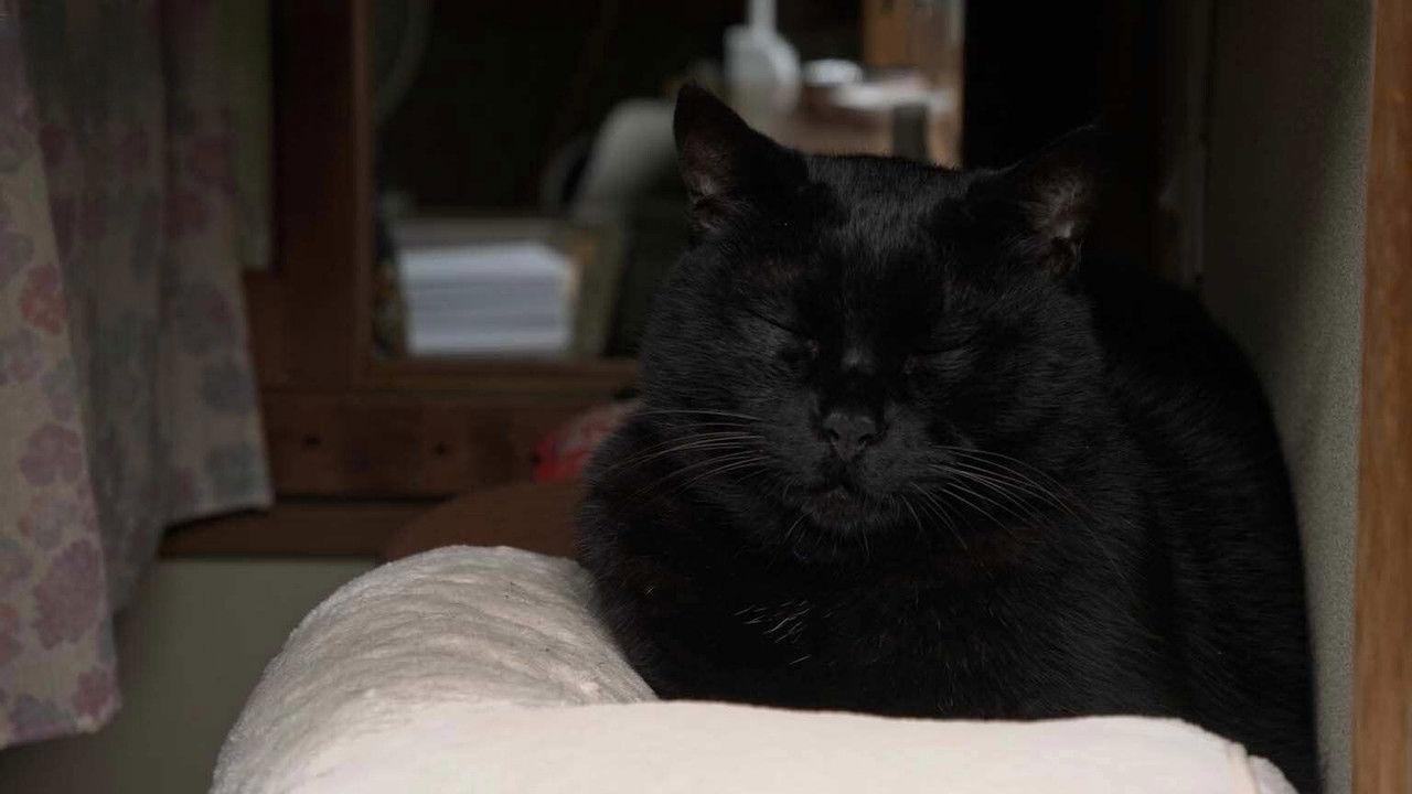 Kyoto: Happy Reunions