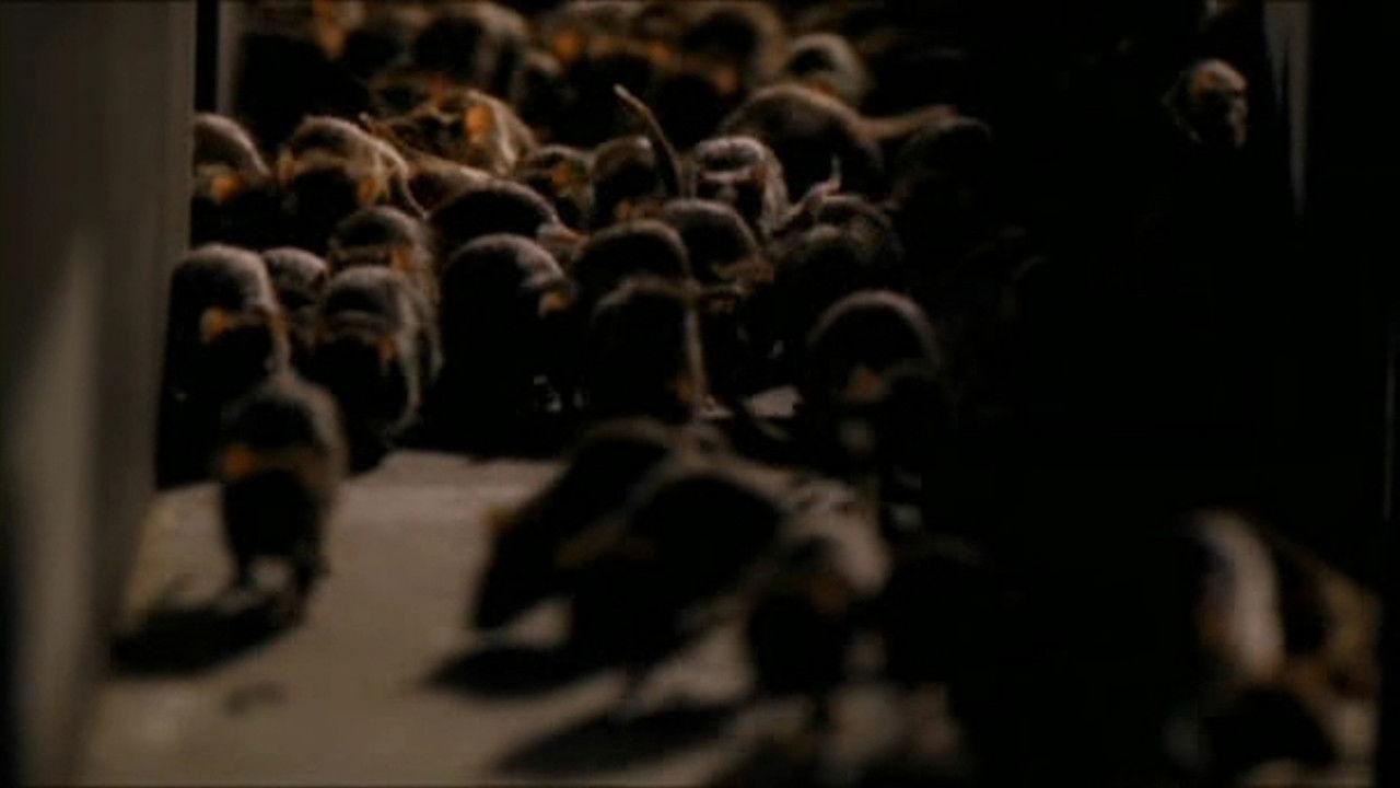 Ratten - Collection backdrop