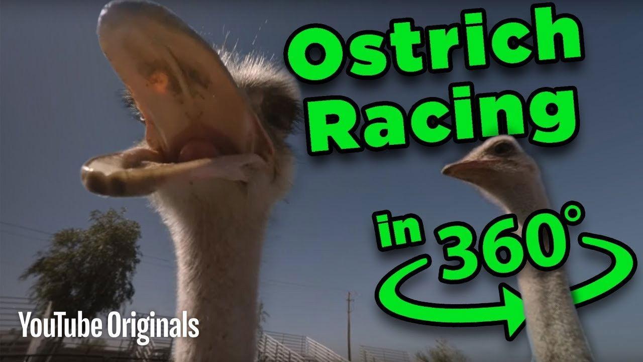 Beware the BEAK! Ostrich Racing 360
