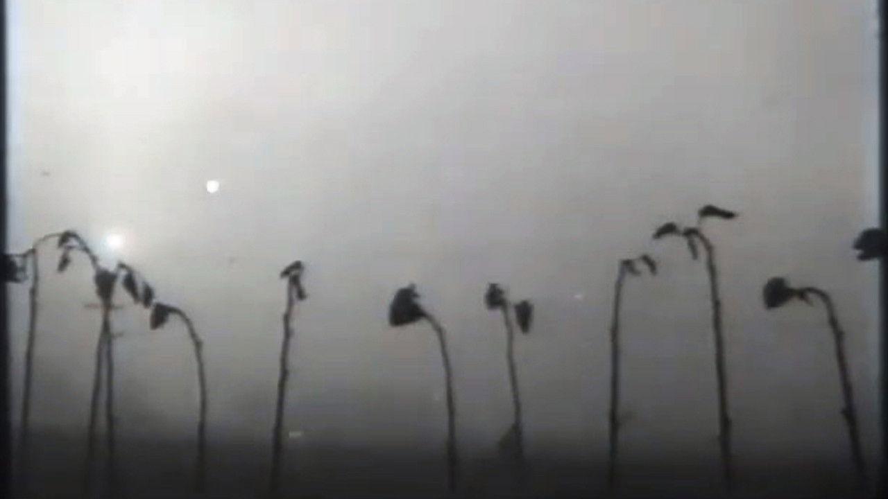 Turya - the Land of Polissya backdrop