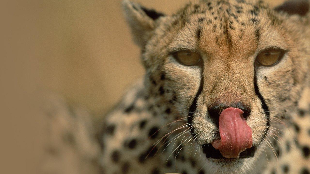 Deadly Instincts backdrop