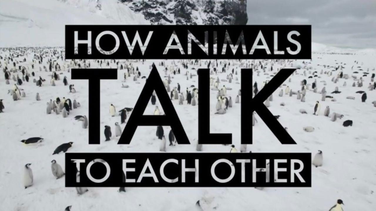 How Animals Talk To Each Other backdrop