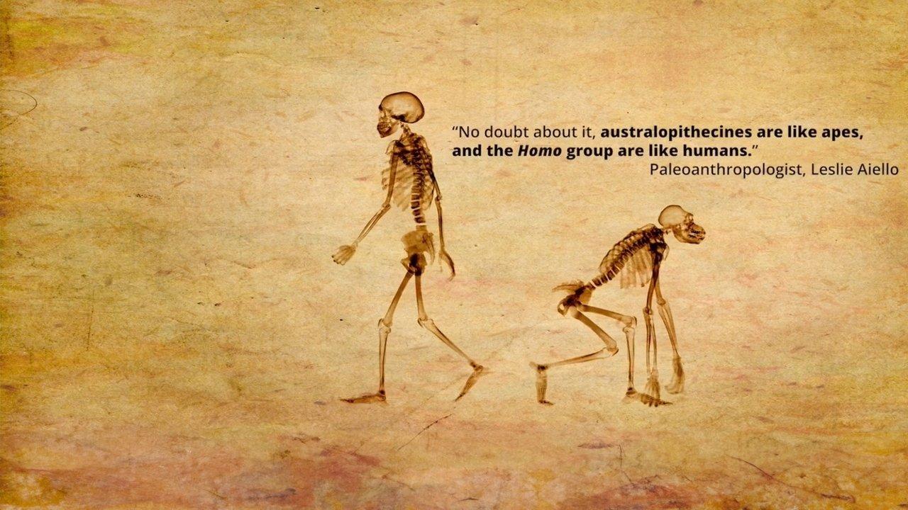 Dismantled: A Scientific Deconstruction of The Theory of Evolution backdrop