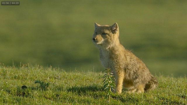 Surviving the Ancient Grasslands
