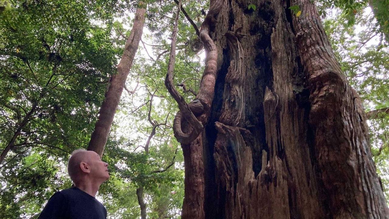 KUMANO: Spirit of the Forest