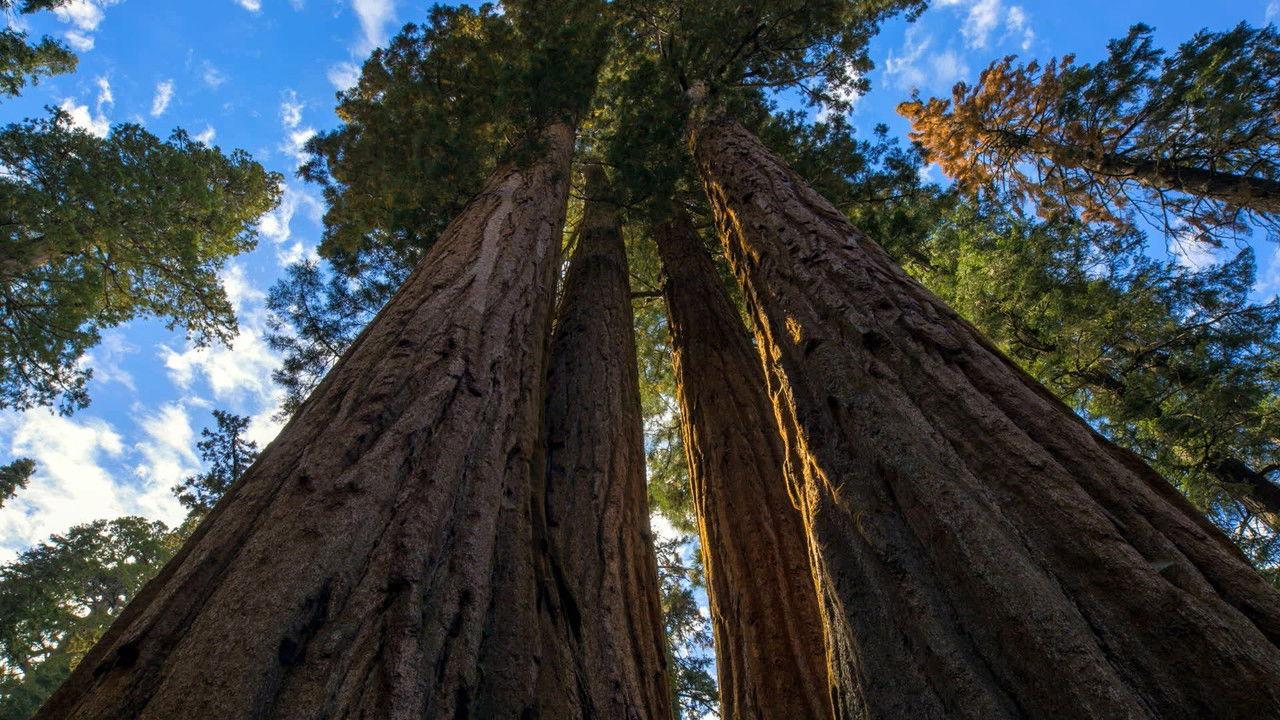 Climbing a Giant Sequoia Tree