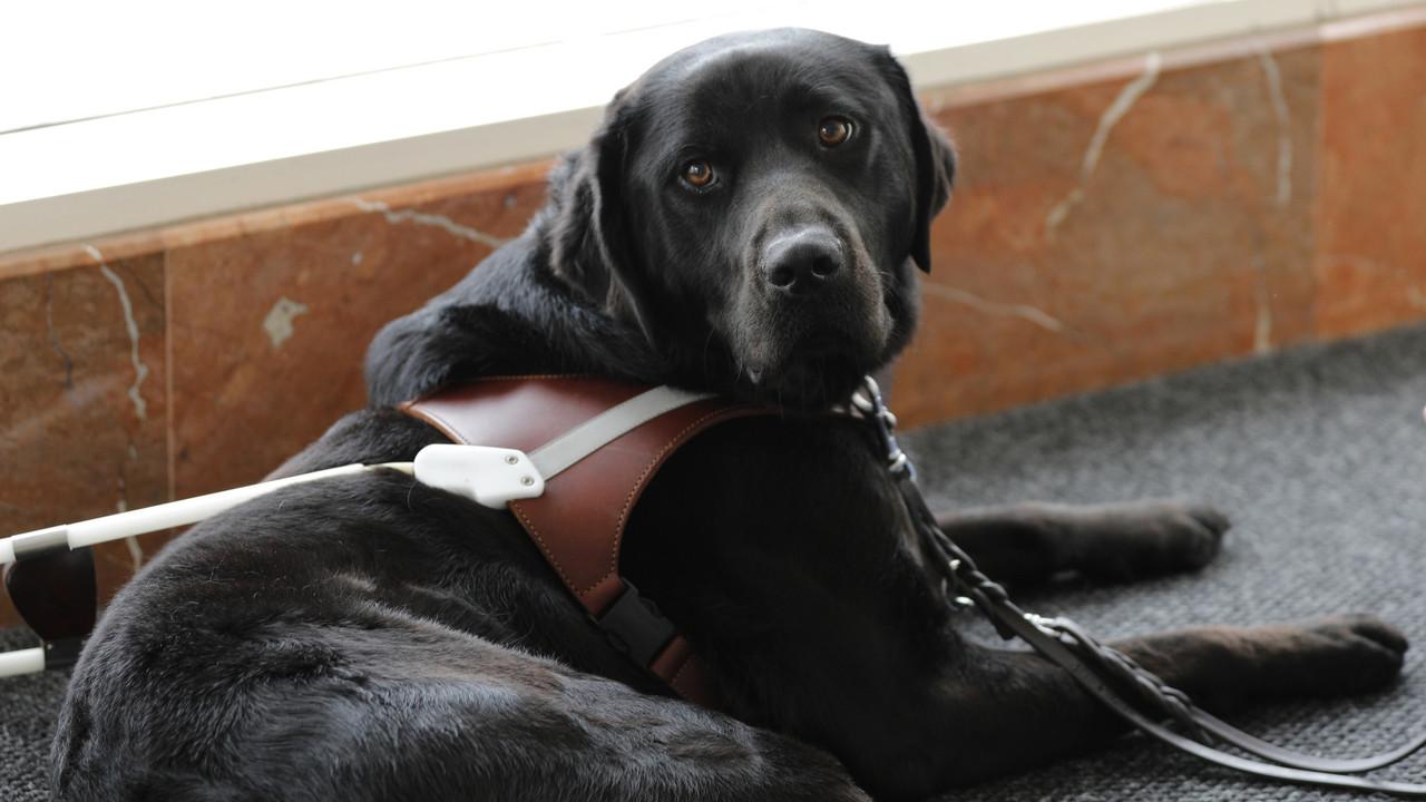 Off to Puppy College