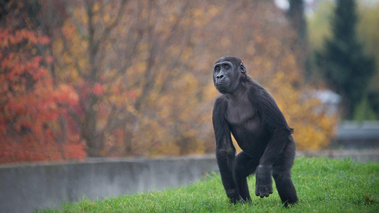 Gorilí povídání backdrop