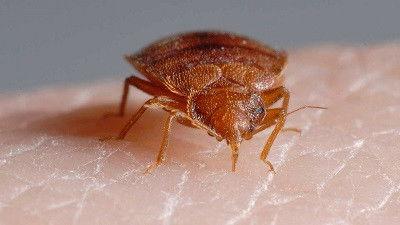 Bite Me: The Bed Bug Invasion