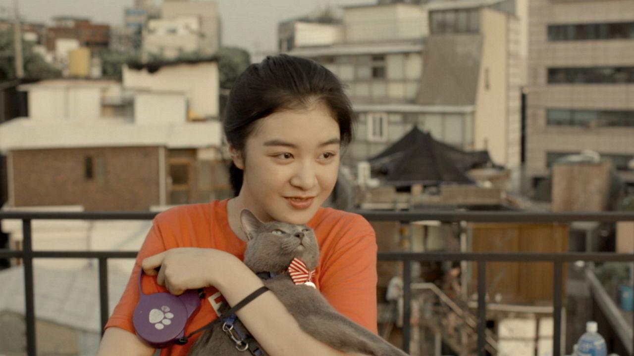 Hello, My Cat backdrop