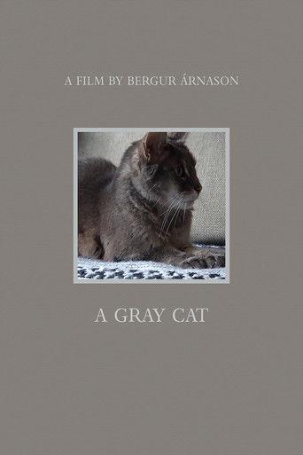 A gray cat film afişi