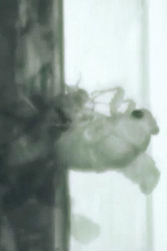 Un Ange Passe film afişi