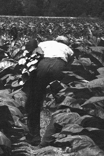 The Back-breaking Leaf film afişi